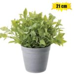 Plant-In-Pot Plain Leaves 21Cm