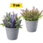 Plant-In-Pot Pl Flower Asstd 17Cm
